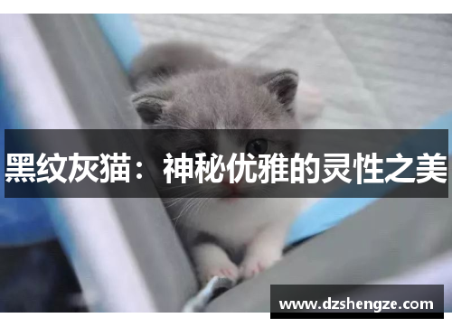 黑纹灰猫：神秘优雅的灵性之美